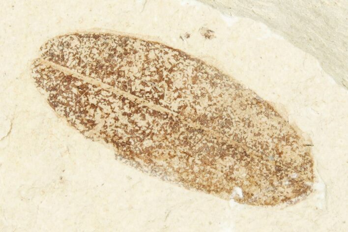 Fossil Leaf - France #254287